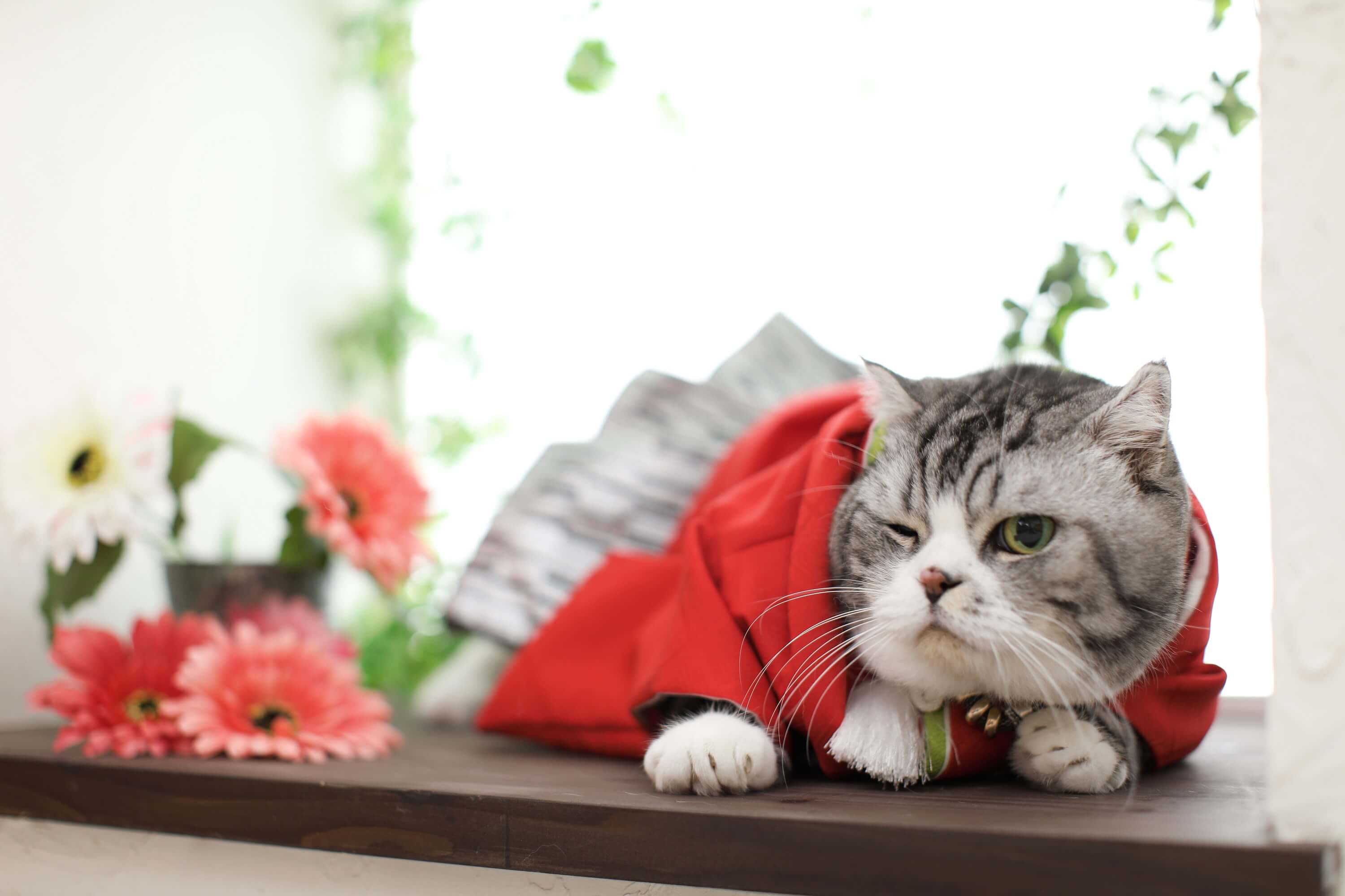 ご近所さんとの騒音トラブル?猫が夜鳴きする原因とその対策をご紹介